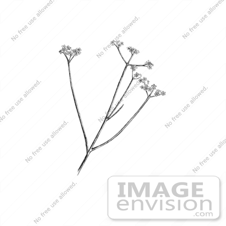 #19755 Photo of a Harperella (Ptilimnium nodosum) Plant by JVPD