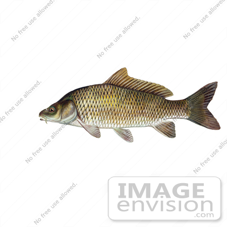 common carp fish. pictures common carp fish.