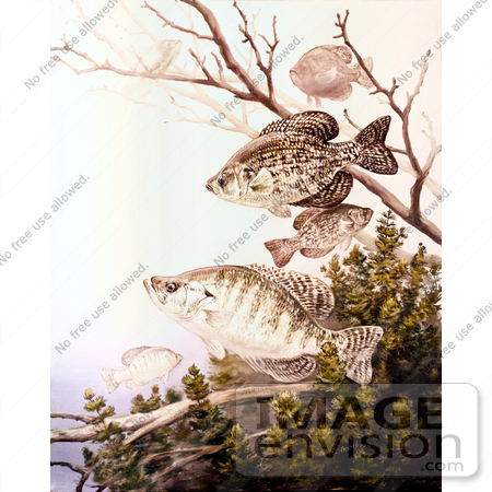 fish clip art black and white. #20976 Clipart Image