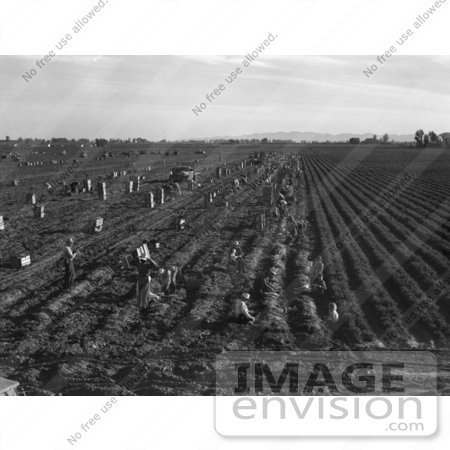 #3096 Workers in Carrot Crop by JVPD