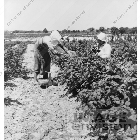 #3171 Migrant Berry Pickers by JVPD
