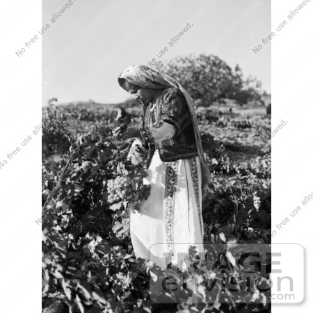 #43485 RF Stock Photo Of A Ramallah Girl Picking Grapes In Taibeh, Israel, 1937 by JVPD