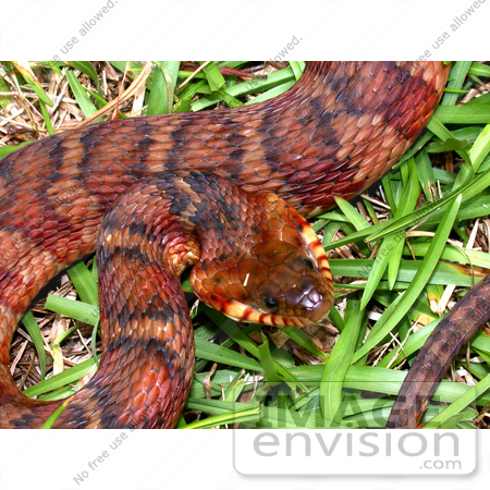 ... of a Cottonmouth/Water Moccasin Snake (Agkistrodon 