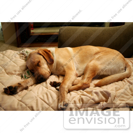 dog crates for yellow lab on Dog Is Sleeping