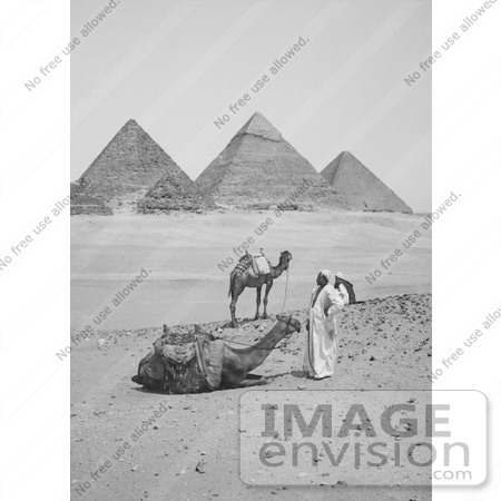 #6518 Resting Camels and Men Near the Egyptian Pyramids by JVPD