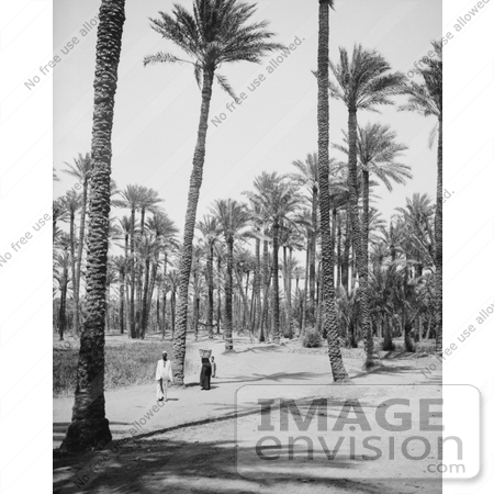 #6537 People Walking Through a Forest of Palm Trees by JVPD