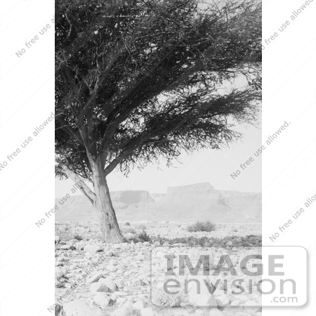 #6569 Tree Framing the View of Masada by JVPD