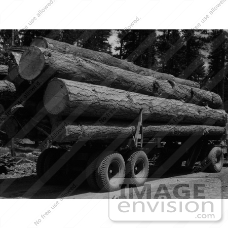 #9534 Picture of Logging Ponderosa Pine by JVPD
