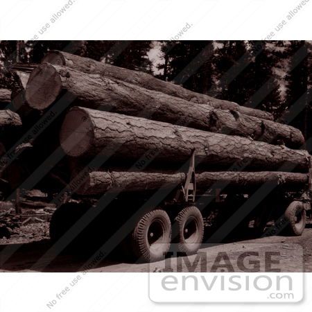 #9556 Picture of Logging Ponderosa Pine by JVPD