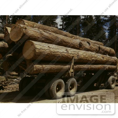 #9559 Picture of Logging Ponderosa Pine by JVPD