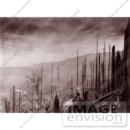 #9573 Picture of a Devastated Forest by JVPD