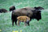 #15587 Picture of an Adult and Calf Buffalo by JVPD