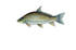 #20981 Clipart Image Illustration of a Smallmouth Buffalo Fish (Ictiobus bubalus) by JVPD