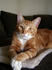 #301 Photograph of an Orange Cat Sitting With His Paws Crossed by Jamie Voetsch