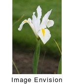 Free Picture of White Iris Flower