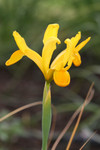 Free Picture of Yellow Iris Flower