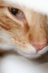 Free Picture of Cat Face Closeup