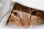 Free Picture of Orange Cat Under a Sheet