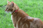 Free Picture of Orange Cat Standing on Grass