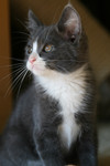 Free Picture of Gray and White Kitten Portrait