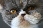Free Picture of Closeup of a Persian Cats Face