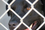 Free Picture of Black Dog at the Humane Society
