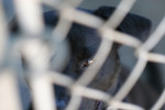 Free Picture of Caged Dog