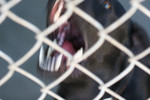 Free Picture of Caged Dog Barking
