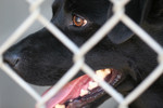 Free Picture of Closeup of Black Dog Behind Chain-link Fence