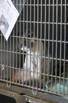 Free Picture of Caged Cat in the Humane Society