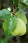 Free Picture of Pear in a Tree