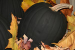 Free Picture of Black Halloween Pumpkin