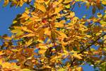 Free Picture of Fall Colored Foliage
