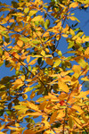Free Picture of Fall Colored Leaves