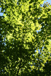 Free Picture of Deciduous Tree with Green Foliage