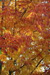Free Picture of Signs of Fall
