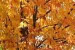 Free Picture of Deciduous Tree in Fall with Orange Leaves
