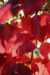 Free Picture of Autumn Red Leaves