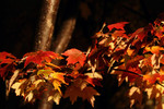 Free Picture of Maple Tree Leaves in Fall Color