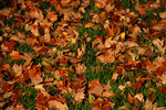 Free Picture of Fallen Maple Tree Leaves On Grass