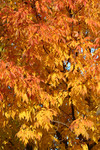 Free Picture of Deciduous Tree with Fall Colors