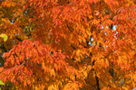 Free Picture of Orange Fall Colors