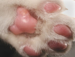 Free Picture of Cat Paw