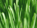 Free Picture of Cat Grass