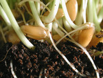 Free Picture of Wheat Grass, Seeds, Roots, and Soil