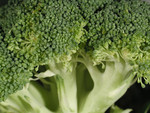 Free Picture of Broccoli Closeup
