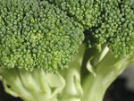 Free Picture of Broccoli Floret