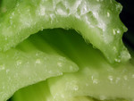 Free Picture of Celery Stalk Closeup