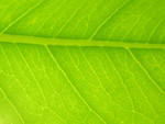 Free Picture of Green Leaf Closeup