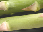 Free Picture of Asparagus Vegetables